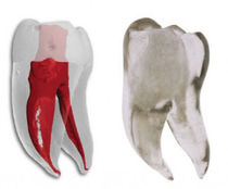 Modelo anatómico dientes / de formación...