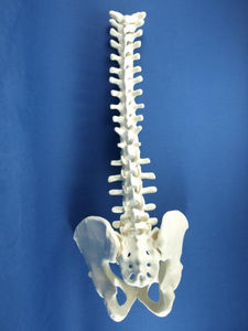 modelo anatómico pelvis / de columna vertebral / de formación