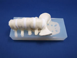 modelo anatómico de la columna vertebral lumbar / de formación / flexible