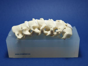 modelo anatómico de la columna vertebral lumbar / de formación / flexible