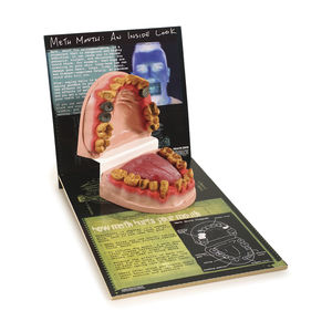 modelo anatómico de dentadura / lengua / de patología / de toxicomanía