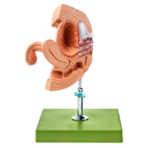 modelo anatómico sistema urinario / de cateterismo urinario / femenino