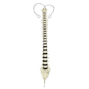 modelo anatómico de columna vertebral / de formación / flexible