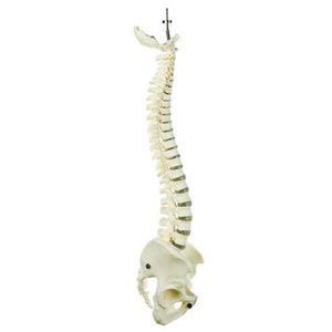 modelo anatómico de columna vertebral / de formación / con pelvis desmontable / flexible