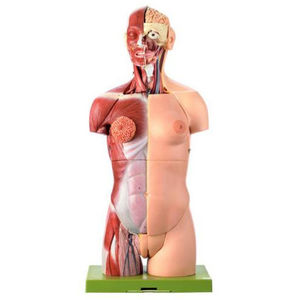 modelo anatómico torso / de formación / femenino