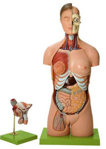 modelo anatómico torso / de formación / bisexuado
