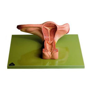 modelo anatómico órgano genital femenino / de formación / embrionario / femenino