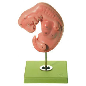 modelo anatómico cuerpo entero / de formación / embrionario