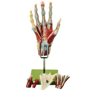 modelo anatómico mano / de formación / con musculatura