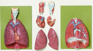 modelo anatómico laringe / corazón / pulmón / de formación
