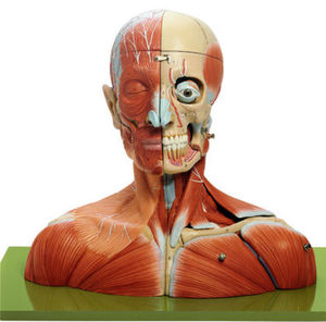 modelo anatómico nuca / cabeza / muscular / de formación