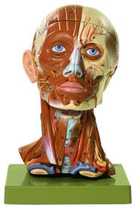 modelo anatómico cabeza / muscular / de formación