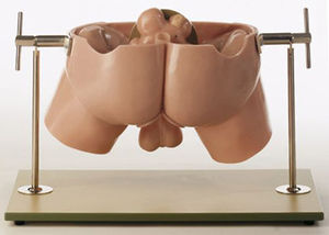 maniquí de prácticas de palpación / para cuidados urológicos / masculino / pelvis
