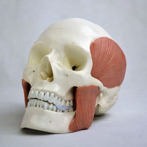 modelo anatómico cráneo / de formación / articulado / con musculatura