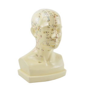 modelo anatómico cabeza / de acupuntura / de formación