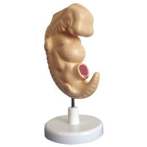 modelo anatómico cuerpo entero / de formación / embrionario