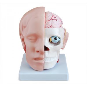 modelo anatómico cabeza / cráneo / cerebro / de formación