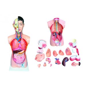 modelo anatómico torso / de formación / masculino