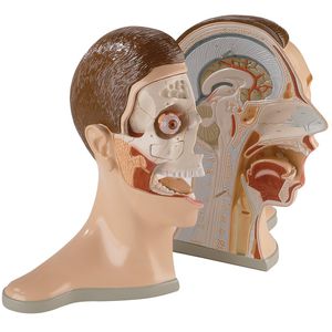 modelo anatómico cabeza / cráneo / músculo / cerebro