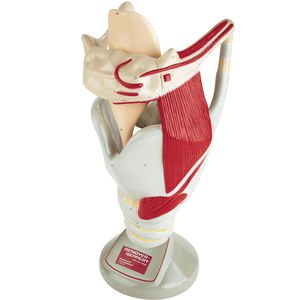 modelo anatómico laringe / de formación / con musculatura