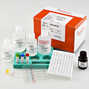kit de prueba de celiaquía / para ADN