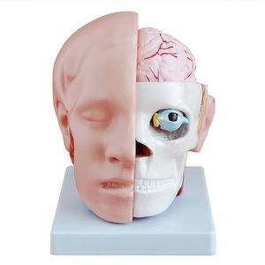 modelo anatómico cráneo / cerebro / cabeza / de formación