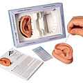 modelo anatómico de oreja / de acupuntura - N15