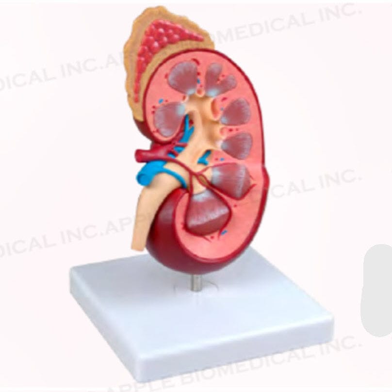 Modelo anatómico de riñón - A168 - Apple Biomedical - de formación / rosa
