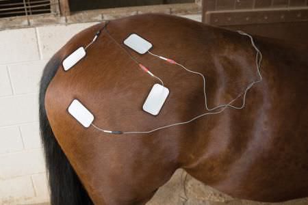 Electroestimulador veterinario / unidad de termoterapia veterinaria