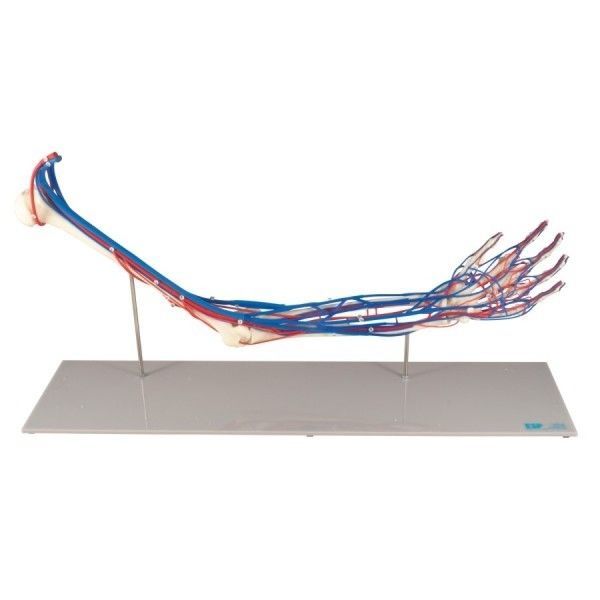 Modelo anatómico de esqueleto ZKJ688E Educational + Scientific