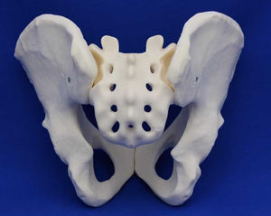 modelo anatómico de pelvis