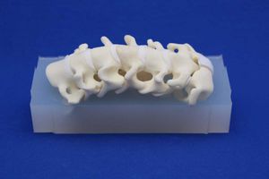 modelo anatómico de columna vertebral cervical