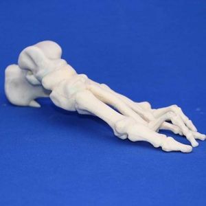 modelo anatómico de hueso 1