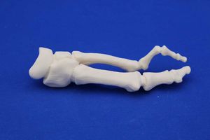 modelo anatómico para metatarso 1