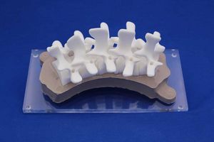 modelo anatómico de columna vertebral 1