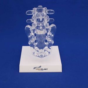 modelo anatómico sacroilíaco 1