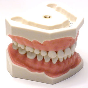 modelo anatómico de dentadura