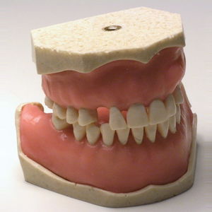 modelo anatómico de dentadura