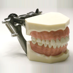 modelo anatómico de dentadura