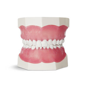 modelo anatómico de dentadura
