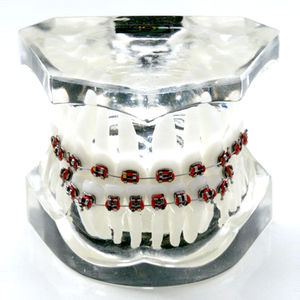 modelo anatómico de dentadura 1