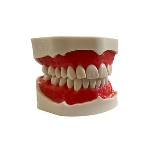 modelo anatómico de dentadura 1