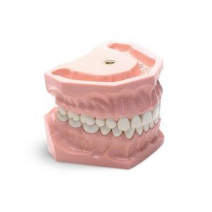 modelo anatómico de dientes 1