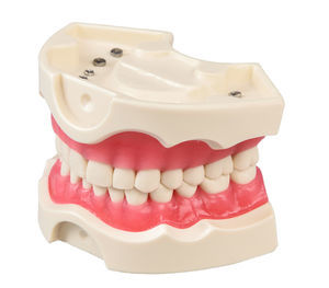 modelo anatómico de dientes 1