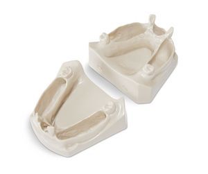modelo anatómico mandibular 1