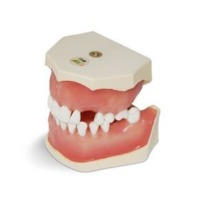 modelo anatómico de dientes 1