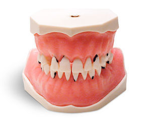 modelo anatómico de dientes 1