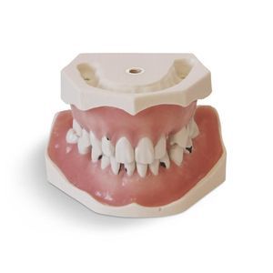 modelo anatómico de dientes 1