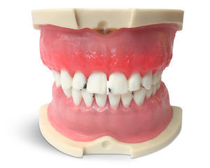 modelo anatómico de dientes 1