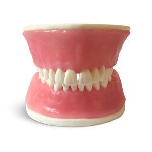 modelo anatómico de dientes 1